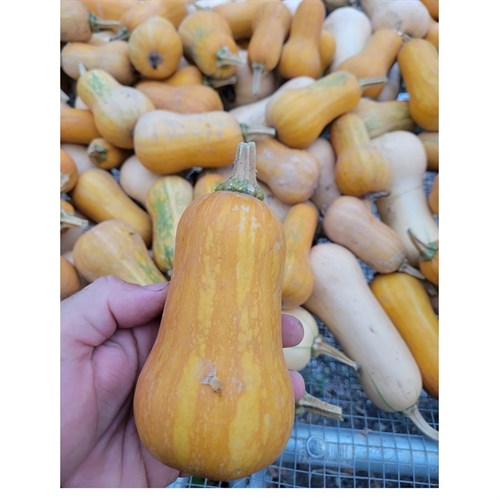 Squash- Honeynut 1.5LB
