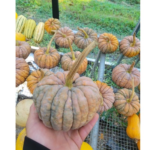 Squash- Black Futsu