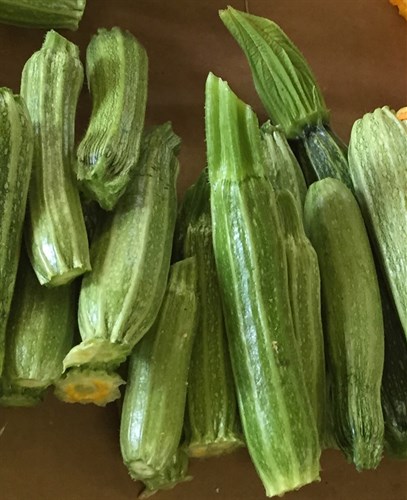 Zucchini