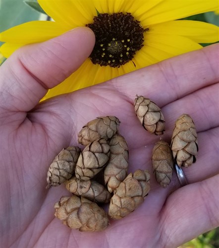 Cones, Eastern Hemlock decorative