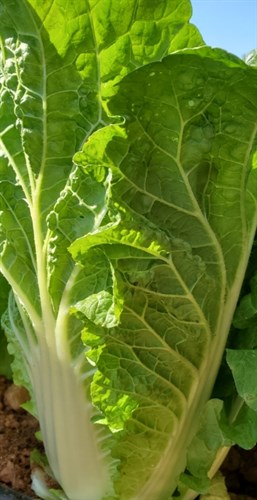 Cabbage, Napa Greens, LARGE