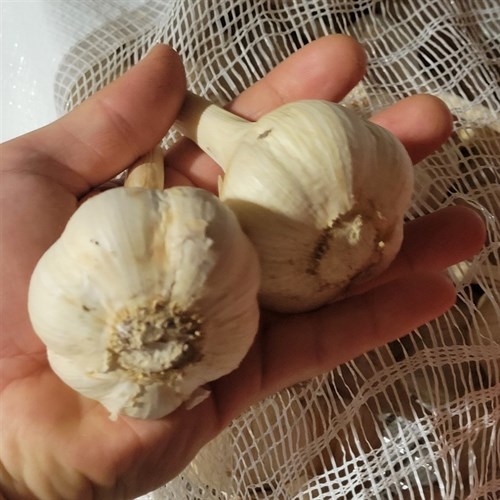 Seed Garlic- Whole bulbs
