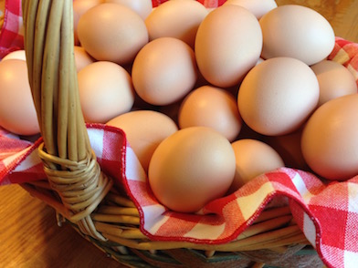 GMO FREE Pastured Farm Fresh Eggs