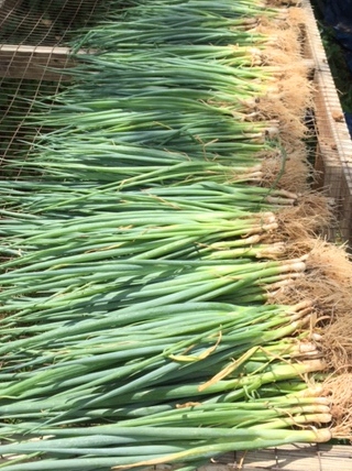Spring onions
