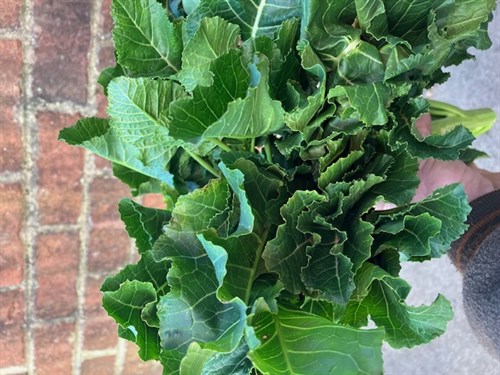 Ethiopian Kale