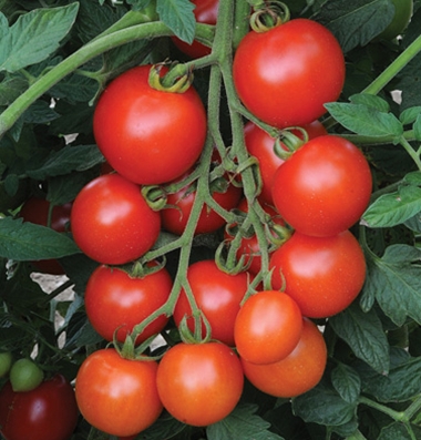 Tomatoes