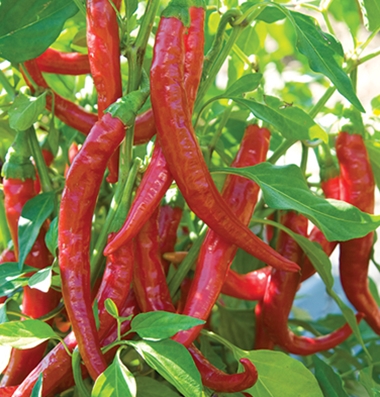 Pepper  Red Flame