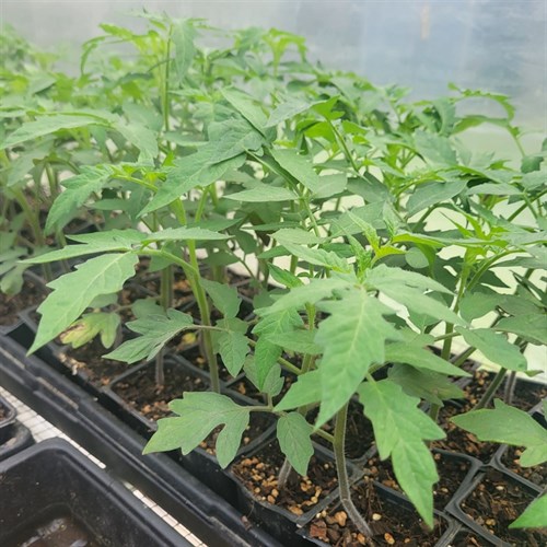 Plants- Tomato (BHN-581)