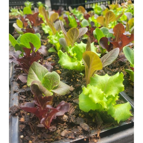 Plants- Lettuce Mix