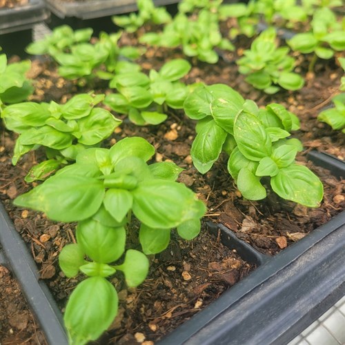 Plants- Herbs (Genovese Basil)- 4pack