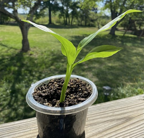 TURMERIC