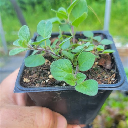 Plants- Herbs (Oregano -3")