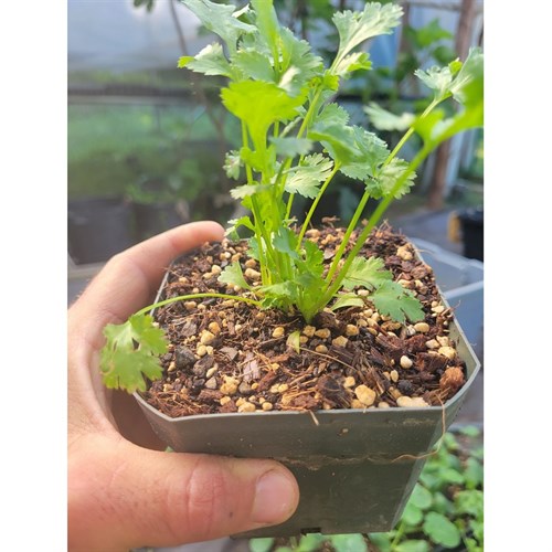 Plant- Herbs (Cilantro 4.5")