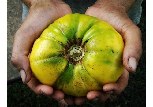 Plants - Tomato 'Betsy's Yellow'