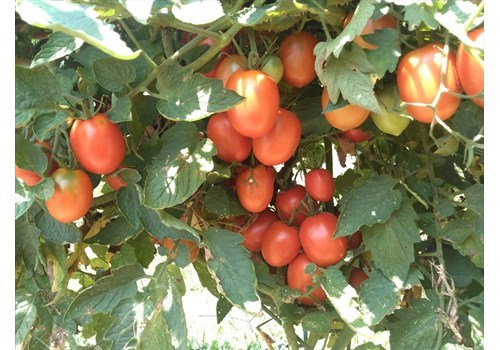 Plants - Tomato 'Quadro'