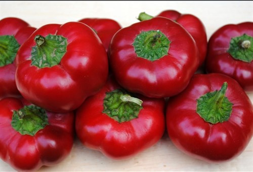 Plants - Pepper 'Ashe County Pimento'