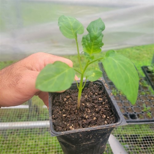 Plant- Tomatillo (Tamayo) 3.5"