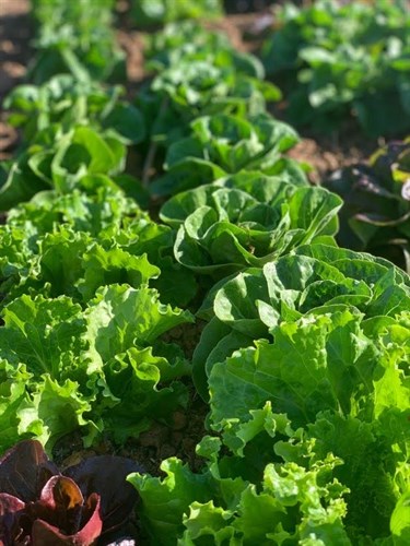 Greens- Lettuce Mix- 1 LB