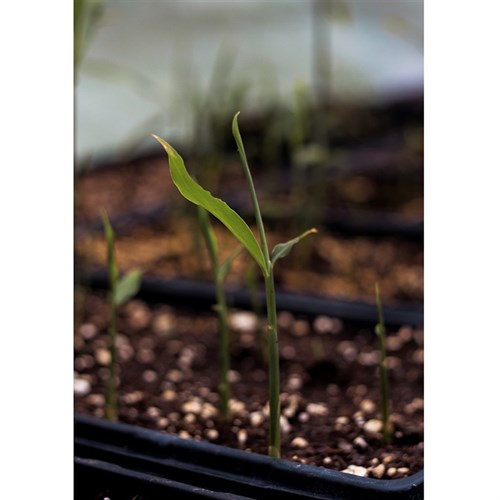 Plants- Sprouted Baby Ginger
