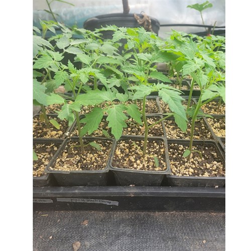Plant- cherry tomato (Supersweet)
