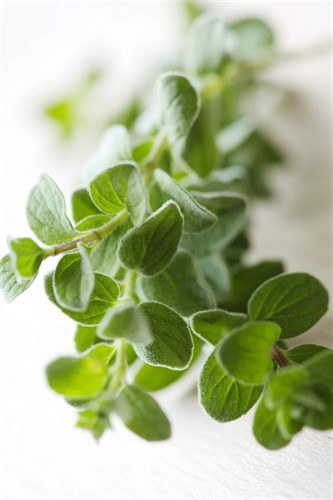 MILD OREGANO (Fresh-Picked)
