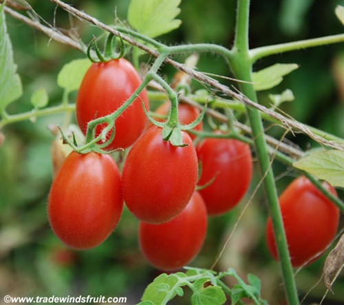 Sweet Olive Tomatoes