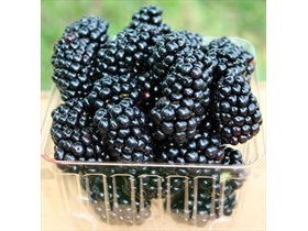 Berries: Blackberries