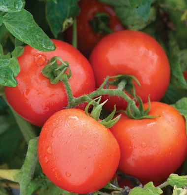 Tomato slicer