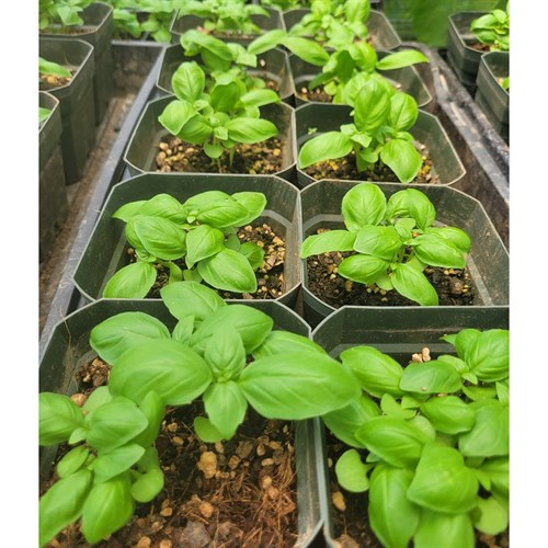 Plant- Herbs (Genovese Basil- 4.5")