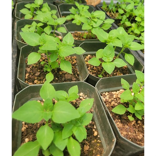 Plant- Herbs (Tulsi 4.5")