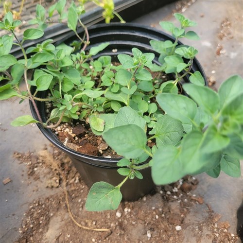 Plant- Oregano 3/4 Gallon Pot