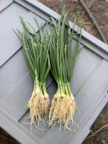 Onions- Scallions (Small)