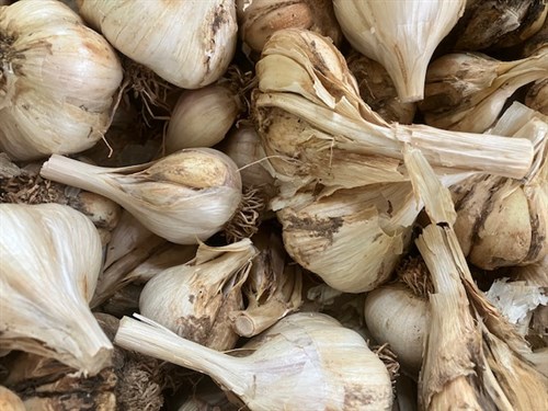 Damaged Garlic