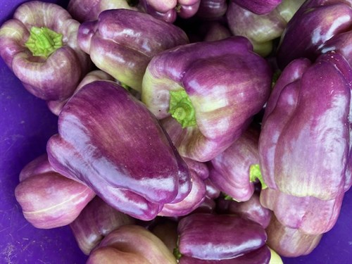 Purple Bell Peppers