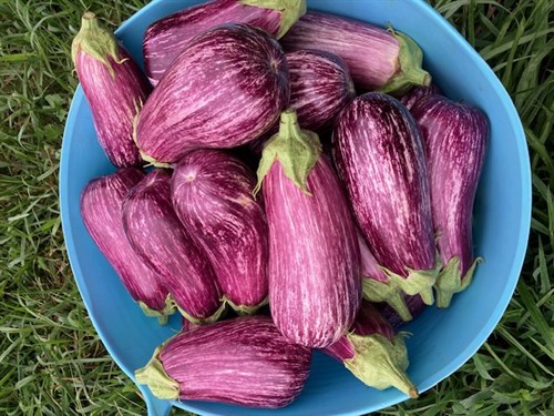 Purple Striped Eggplant