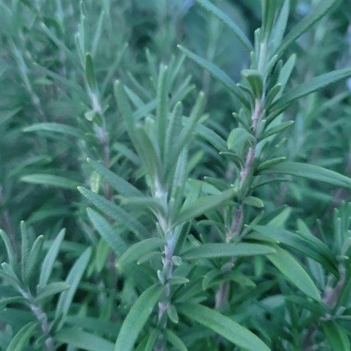 Herbs- Rosemary