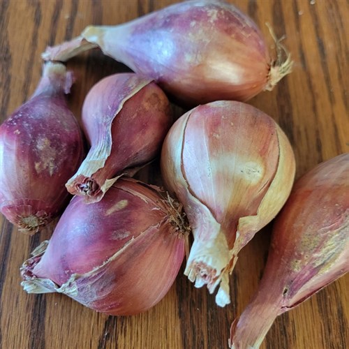 Shallots