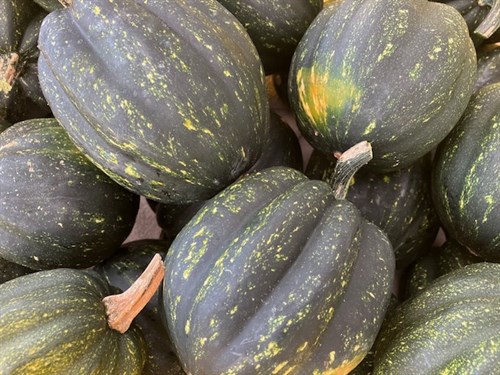 Acorn Squash