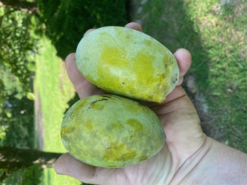 EXCLUSIVE  Pawpaw White Chocolate bar