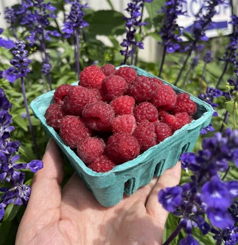 Berries: Red Raspberries