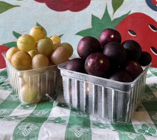 Muscadine Grapes