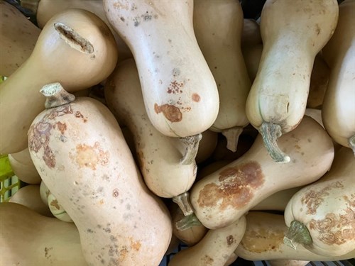 Blemished Butternut Squash