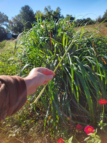 Lemongrass, fresh