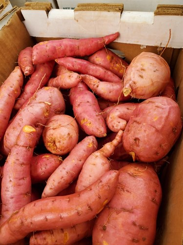 Sweet Potatoes, Mahon variety