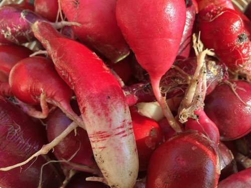 Imperfect Radishes