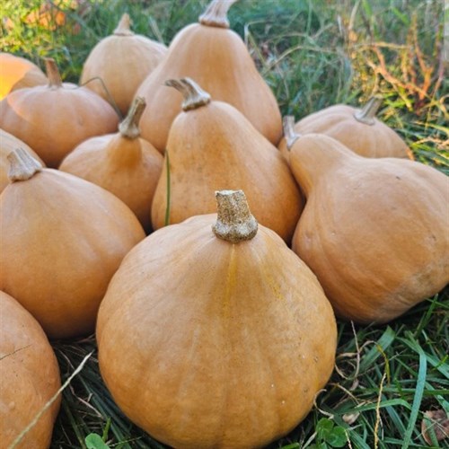 Seminole winter squash