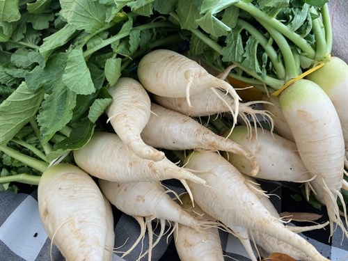 White Daikon Radishes