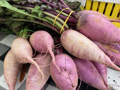 Purple Daikon Radishes