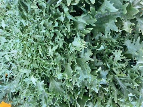Curly Endive