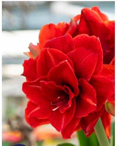 Amaryllis with Christmas Greenery